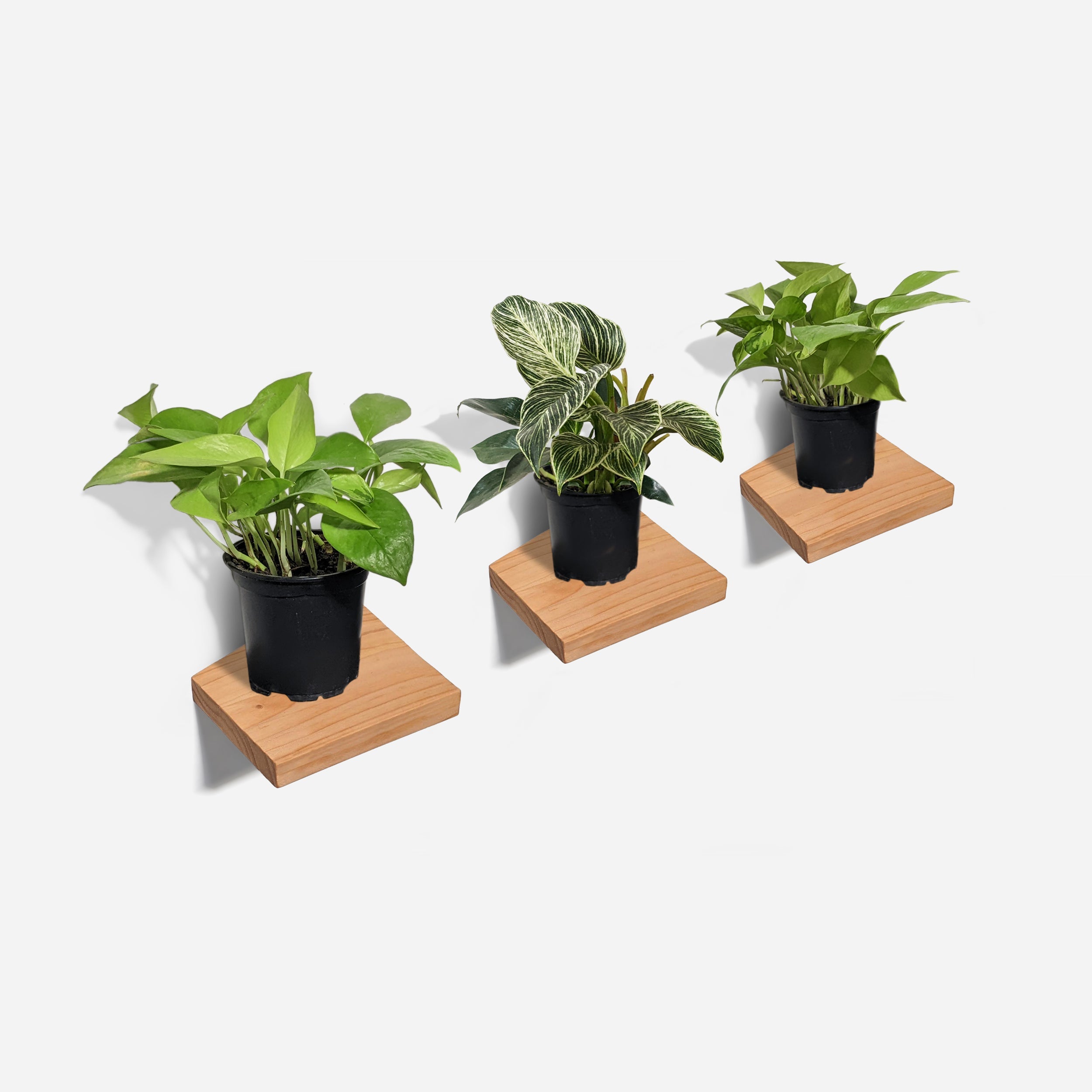 Chopped plant shelf