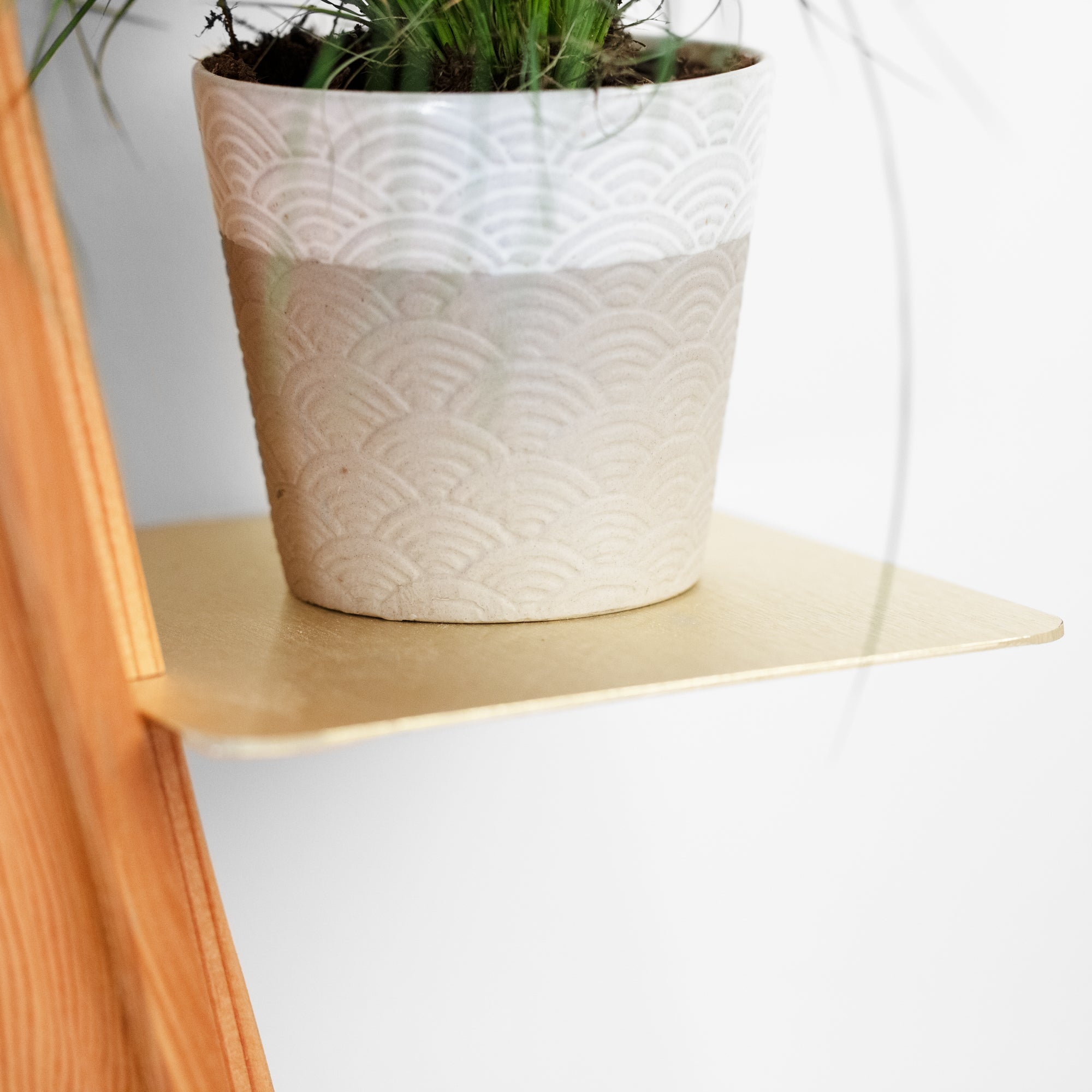 Wallflower plant shelf